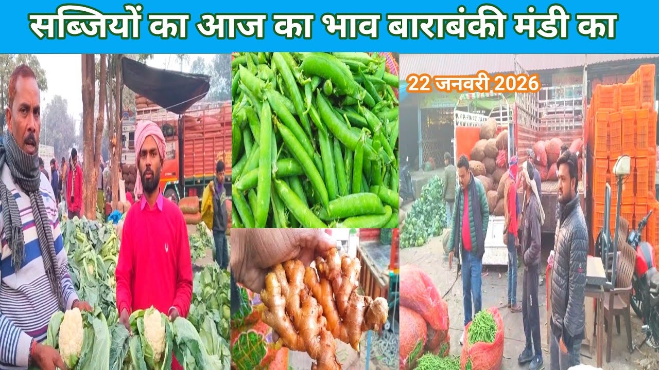 सब्जियों का आज का भाव बाराबंकी मंडी का 22 जनवरी 2026 🫛 sabjiyon ka bhav 🍇 Shafeeq Barabanki 