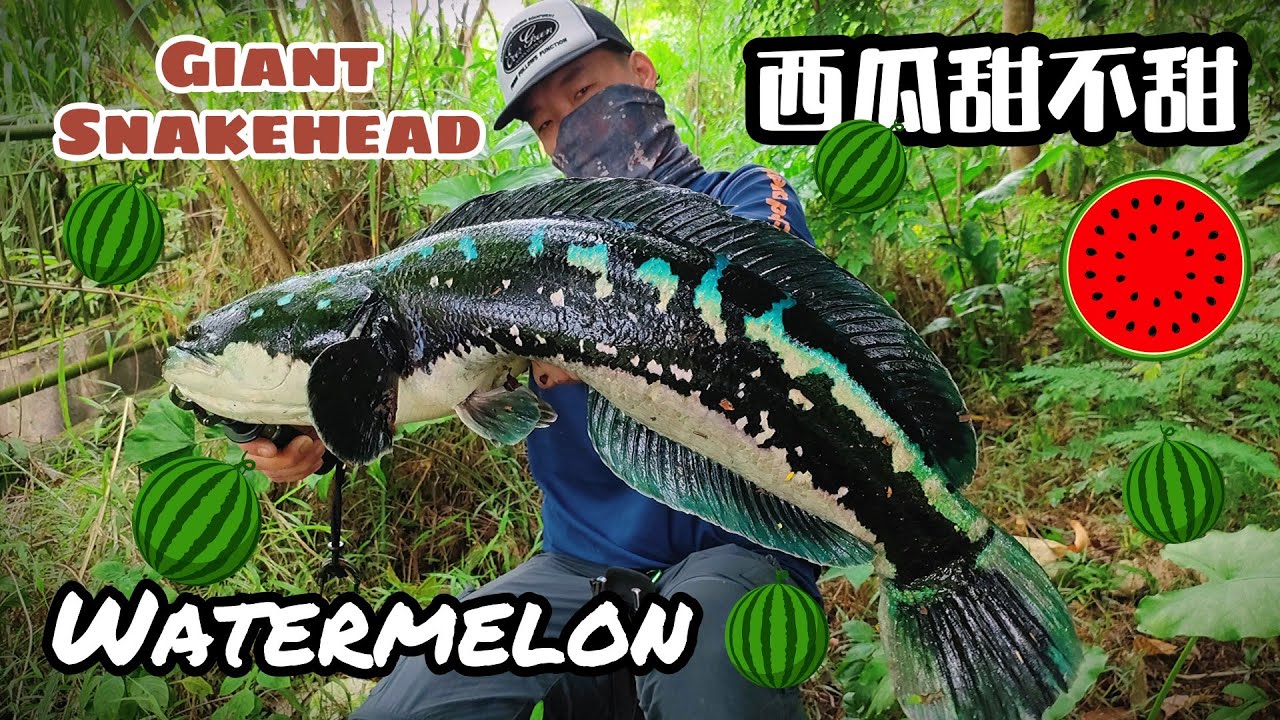 EP39护幼之虎，谁够它凶。鱼虎/多曼钓一回。Giant Snakehead /Toman/ Watermelon
