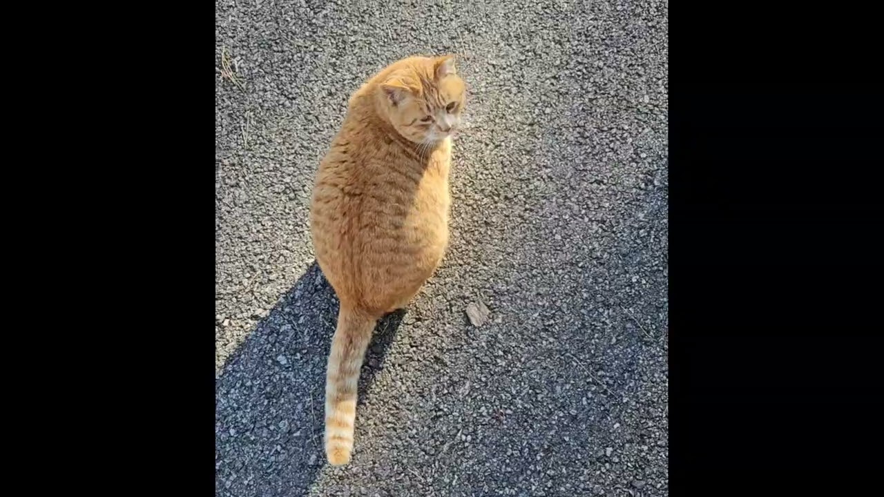 아름이의 야옹거림 meowing voice #아름이 #야옹 #meow #mew #miaow #cat #catlovers #고양이 #adorable
