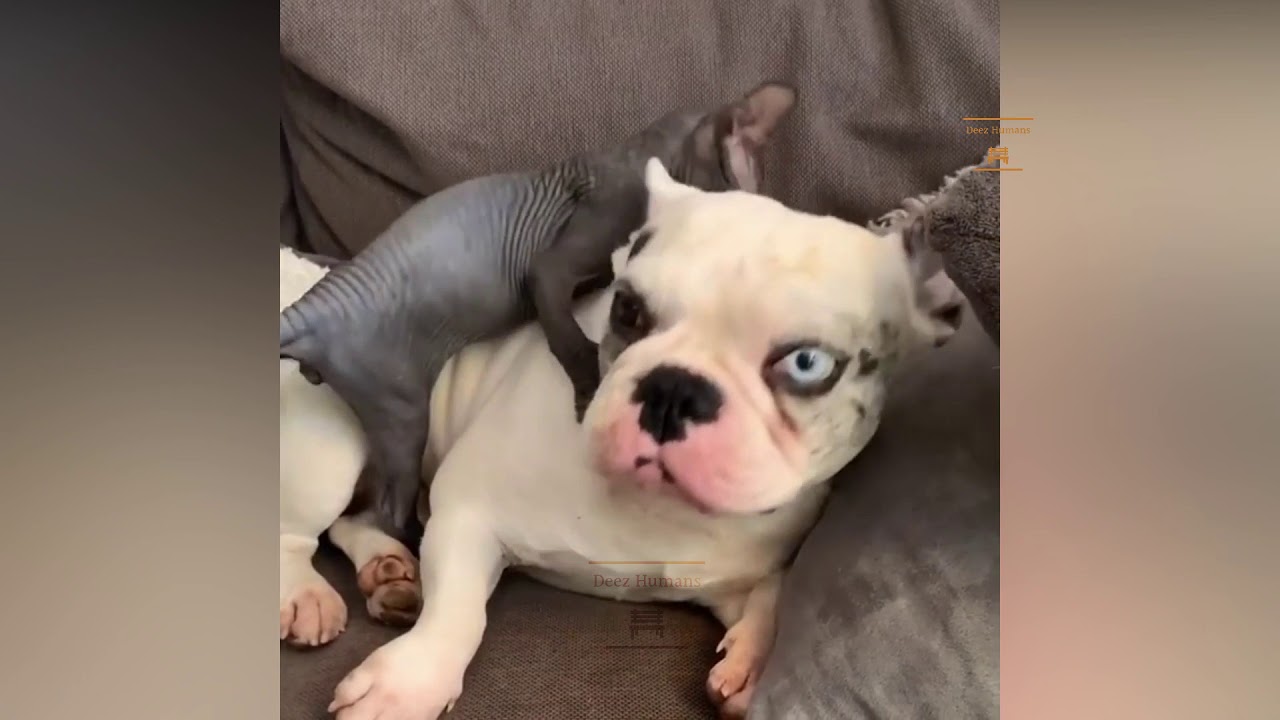 If it were not filmed, no one would believe it! | Cats and Dogs: Friends or Foes?