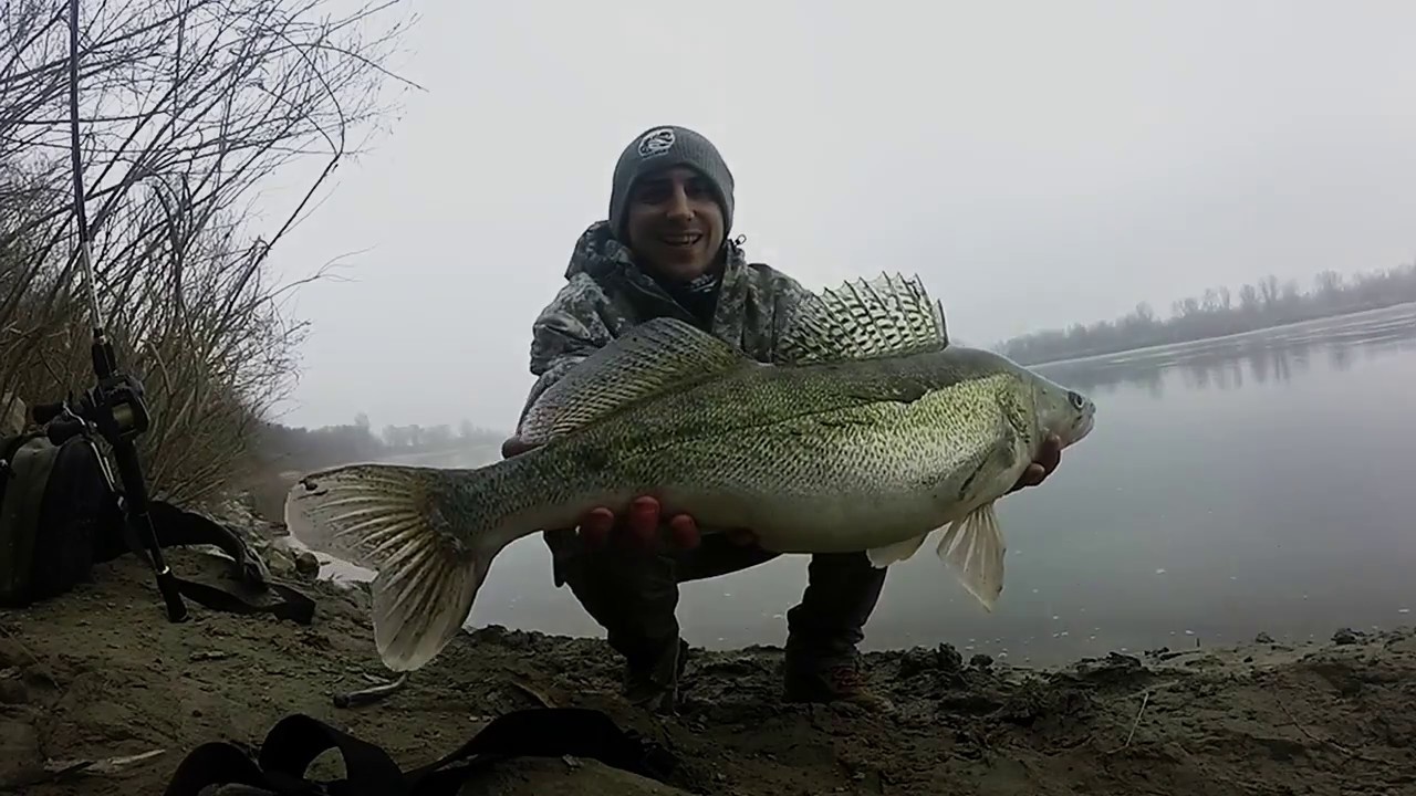 Spinnng alla ricerca del luccio Perca - zander-