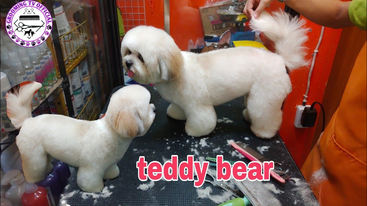 shih-tzu  Teddy bear style
