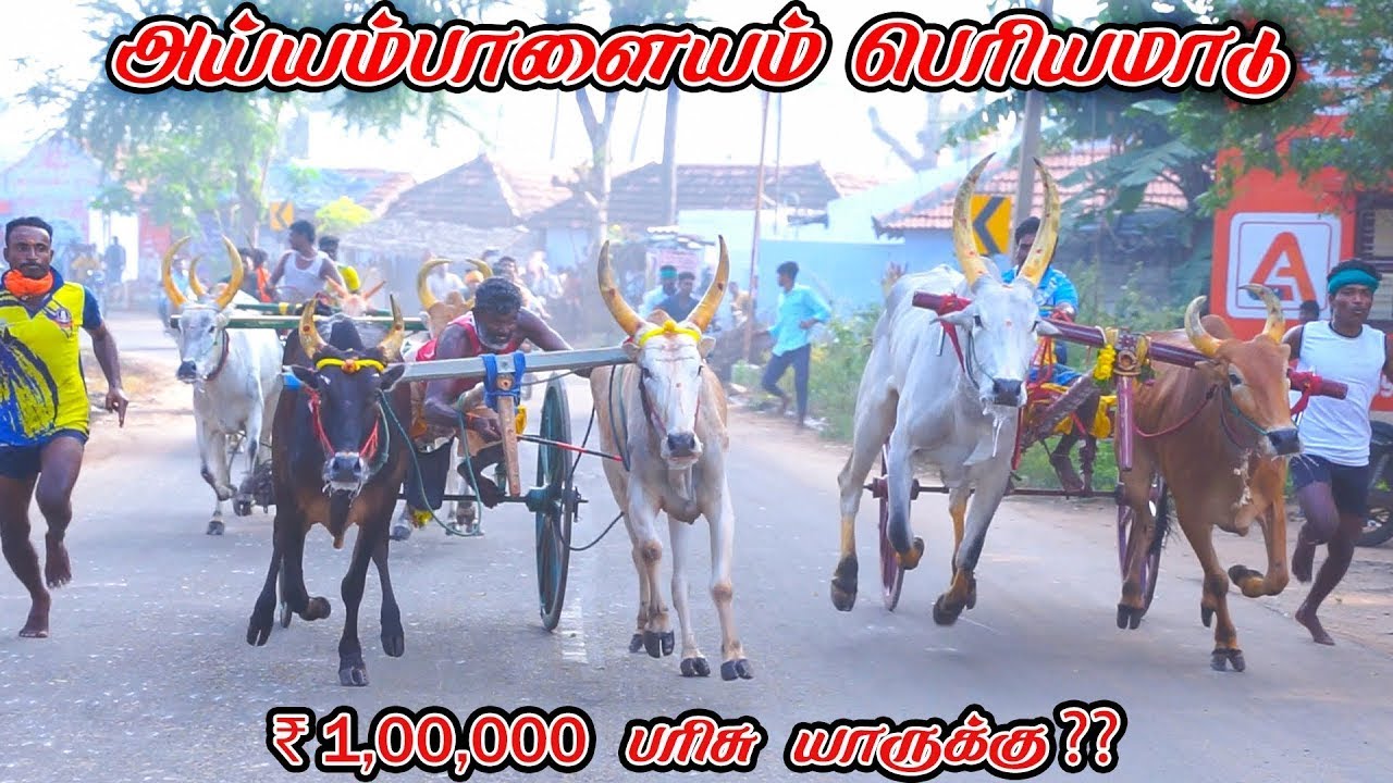 திண்டுக்கல் மாவட்டம் அய்யம்பாளையம் பெரியமாடு நேரலை 1லட்சம் ரூபாய் பந்தயம்