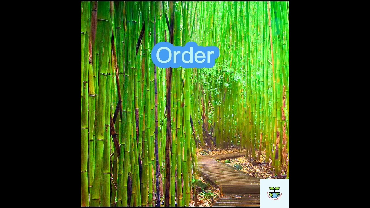 Classification of Bamboo(Baans)
