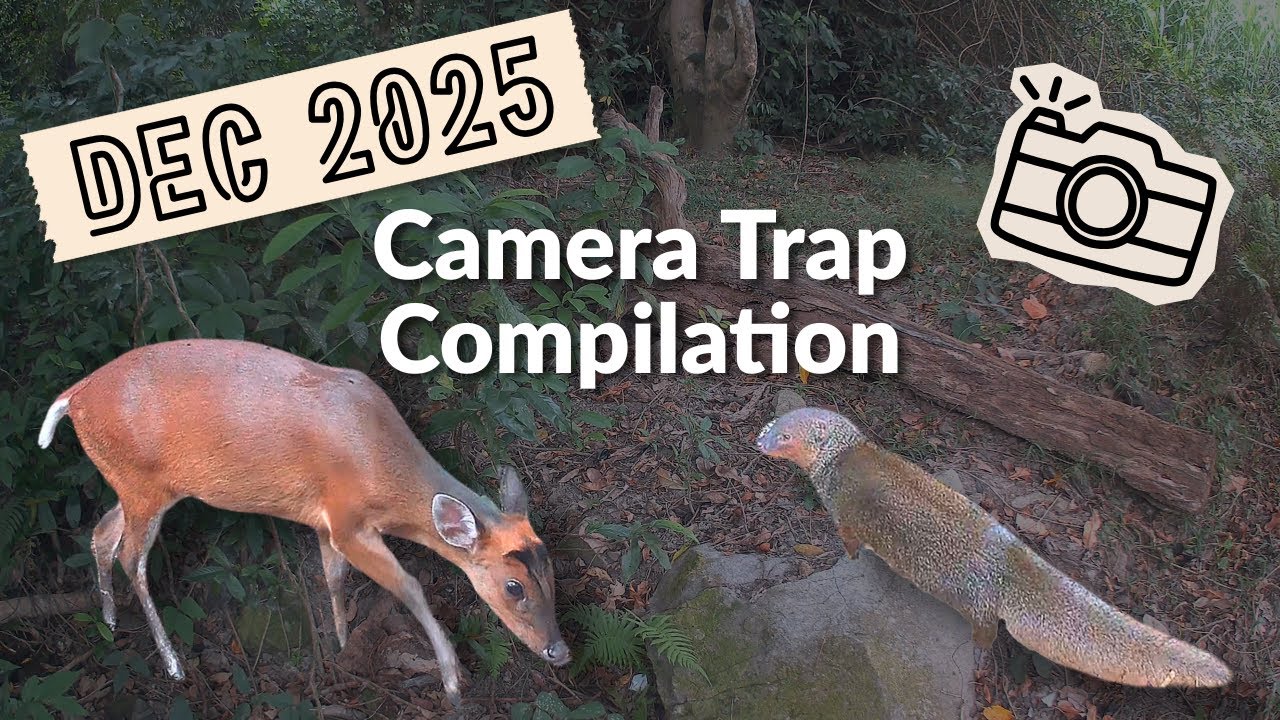 RAW FOOTAGE Dec 2025 Camera Trap Compilation 12月 紅外線相機短片合輯