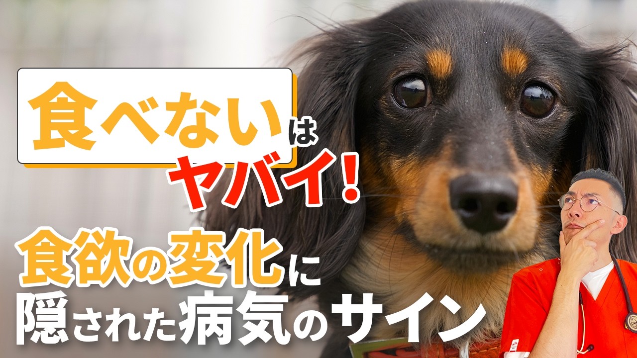 【獣医師が解説】ご飯を食べない。食べ方の変化に隠された病気のサイン【腎臓】