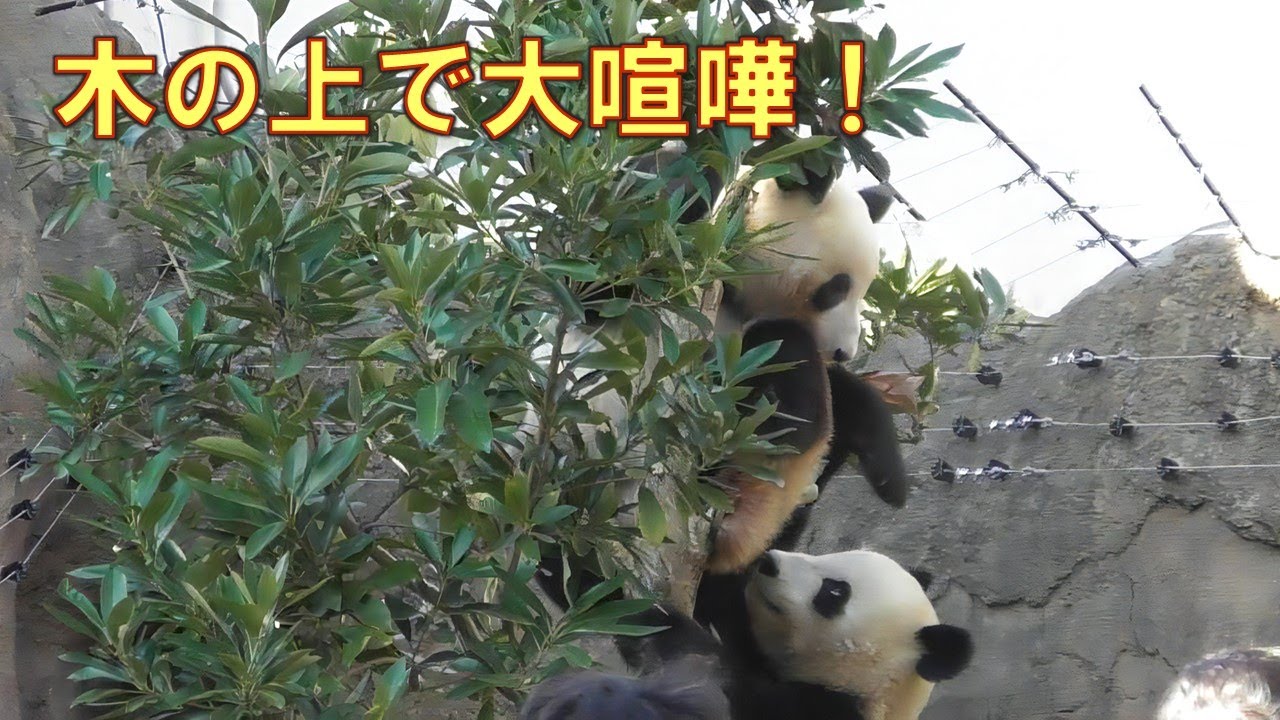 12/7双子パンダ木の上で櫓の上で大喧嘩！でも最後は仲良く並んで食べてましたgiantpanda @tokyo 上野動物園