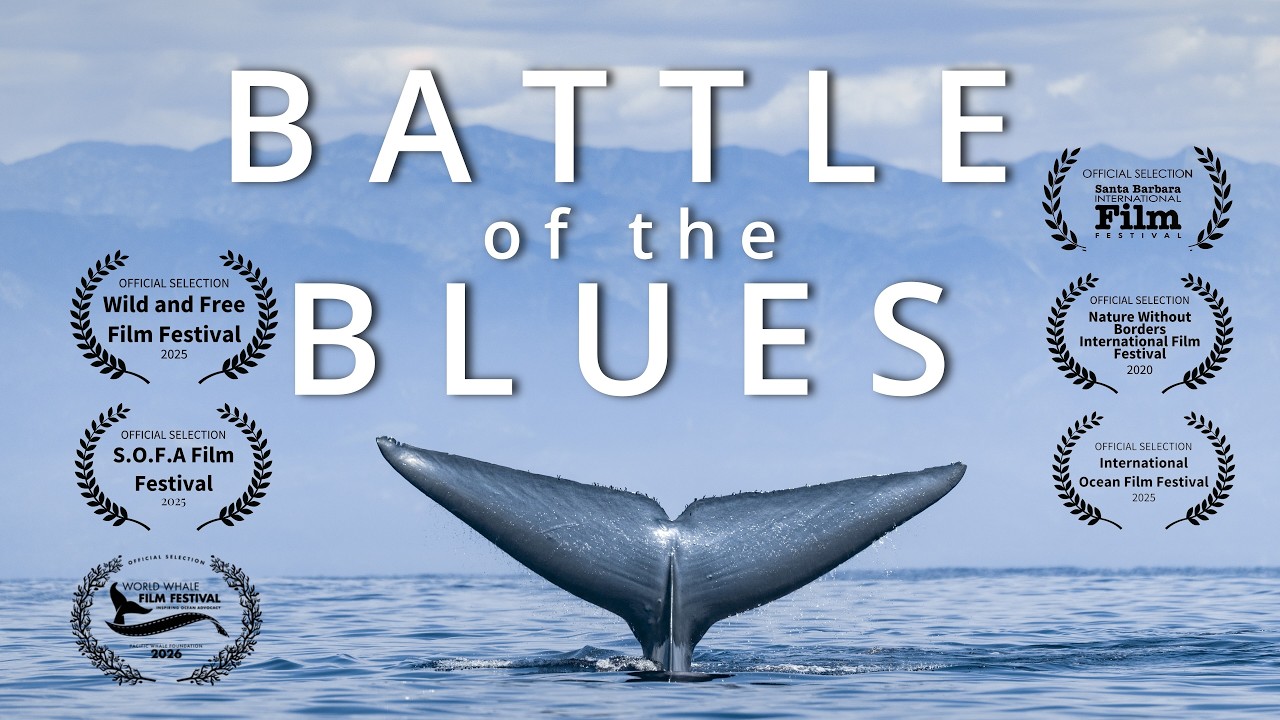 BATTLE of the BLUES | Ocean Wildlife Documentary