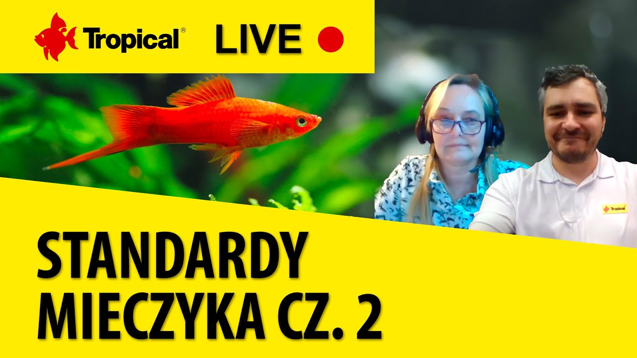 TROPICAL LIVE | Standardy mieczyka/Swordtails Standards cz. 2- Elżbieta Cywińska (ENG SUB)