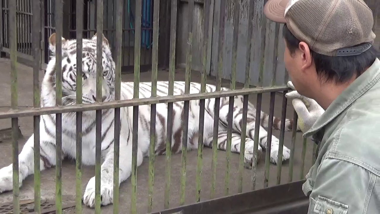2019.2.3 宇都宮動物園☆ホワイトタイガーのアース王子＆シラナミ姫_03