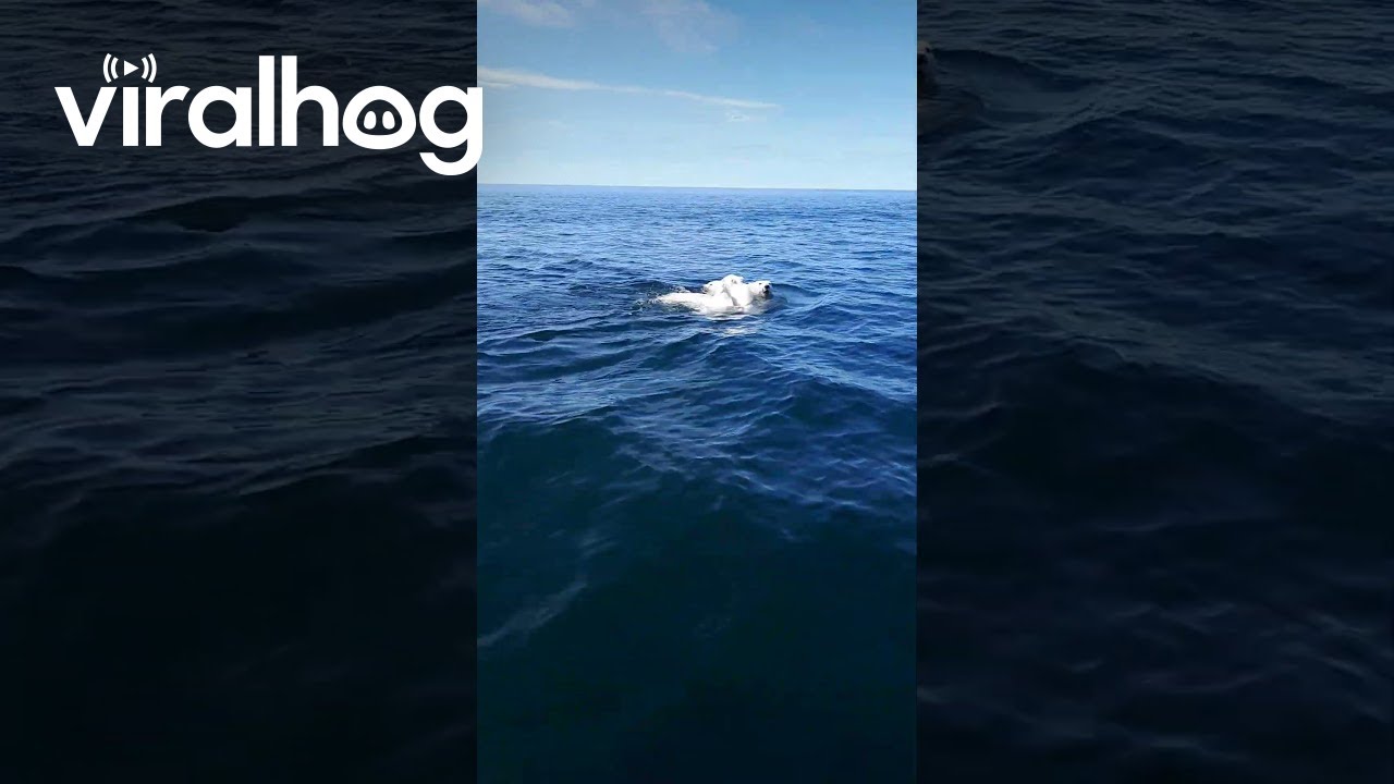 Boaters Cross Paths With Polar Bear and Her  Cubs || ViralHog