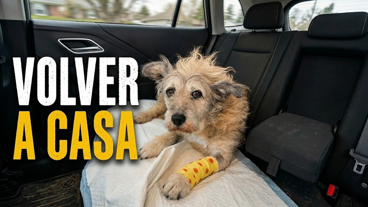 Nos Llevamos a Liska a Casa