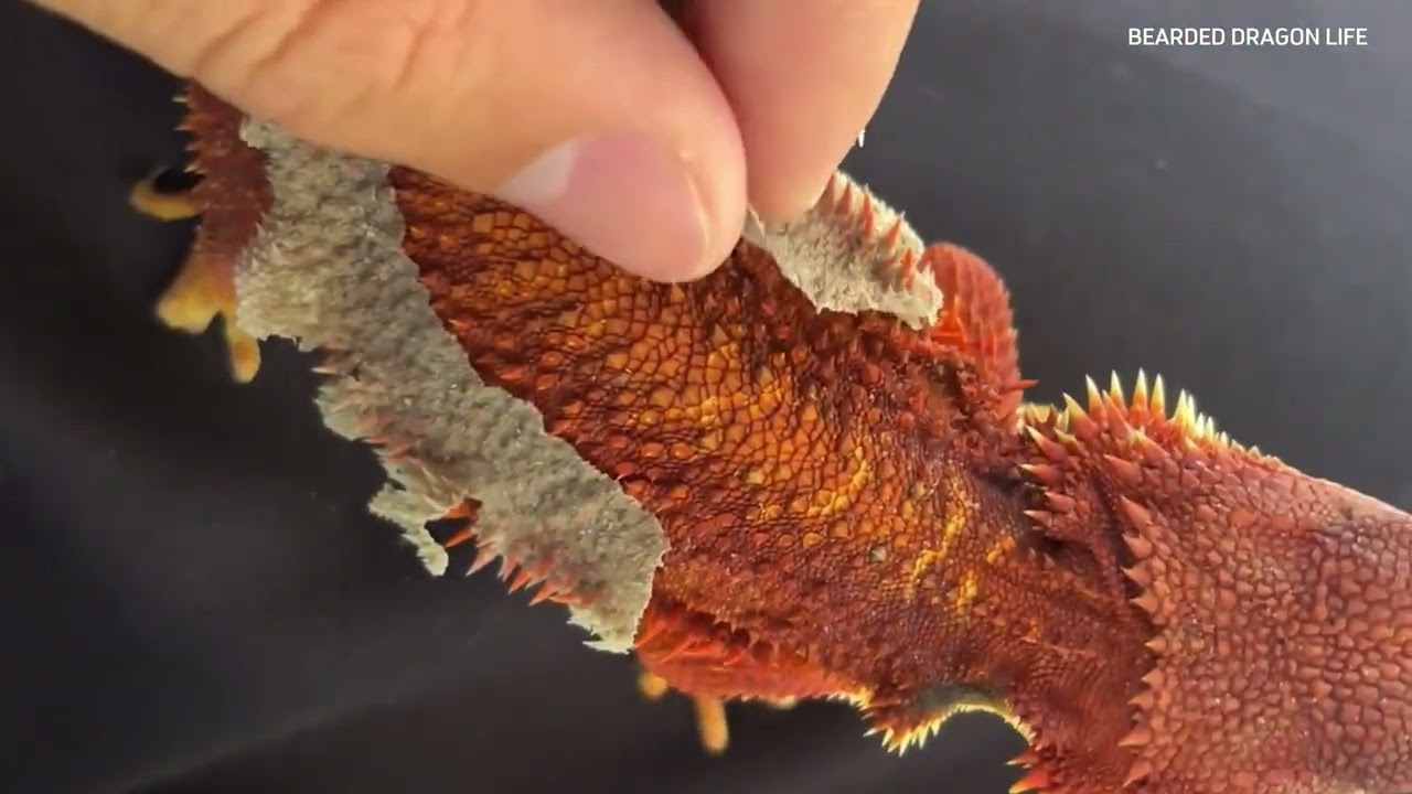 Satisfying Shedding Journey of My Baby Bearded Dragons