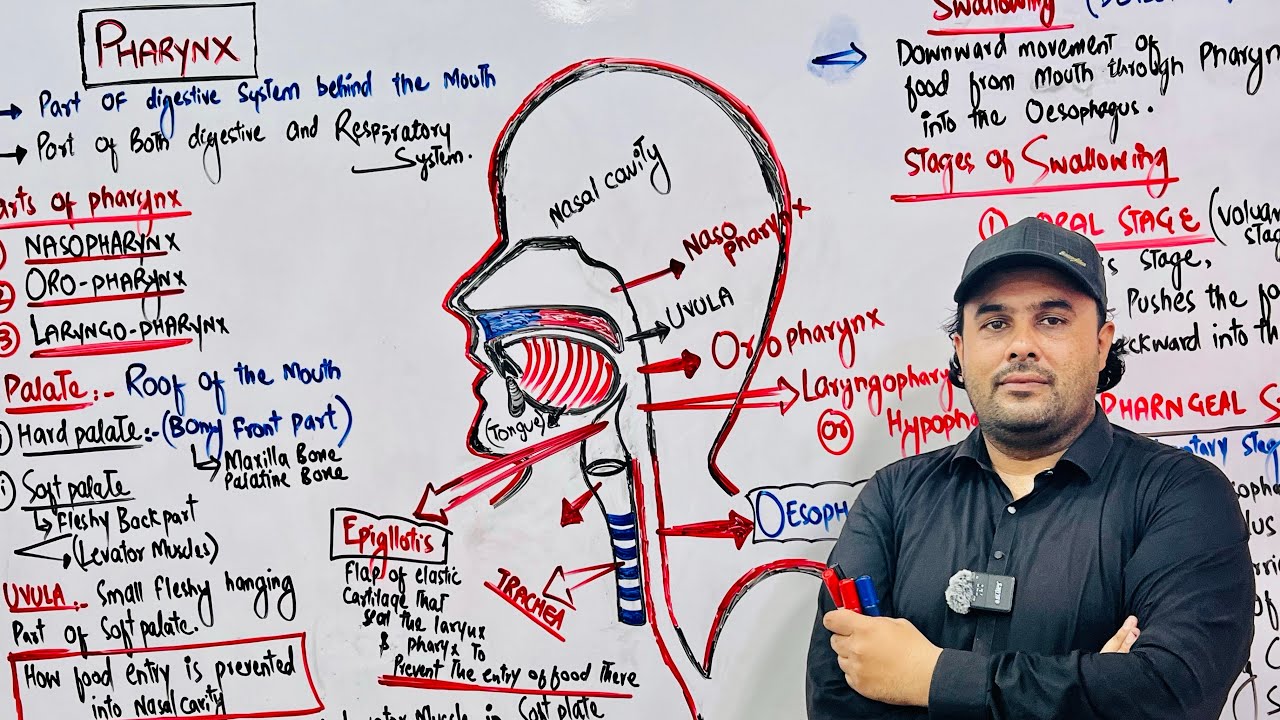 LEC 4 | PHARYNX |  Swallowing process |  Biology Zone | prof M Sajjad  Khan |