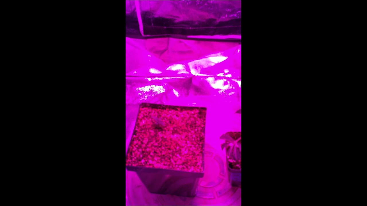 LA Kush and OG Cheese, Day 1, Advanced LED Lights