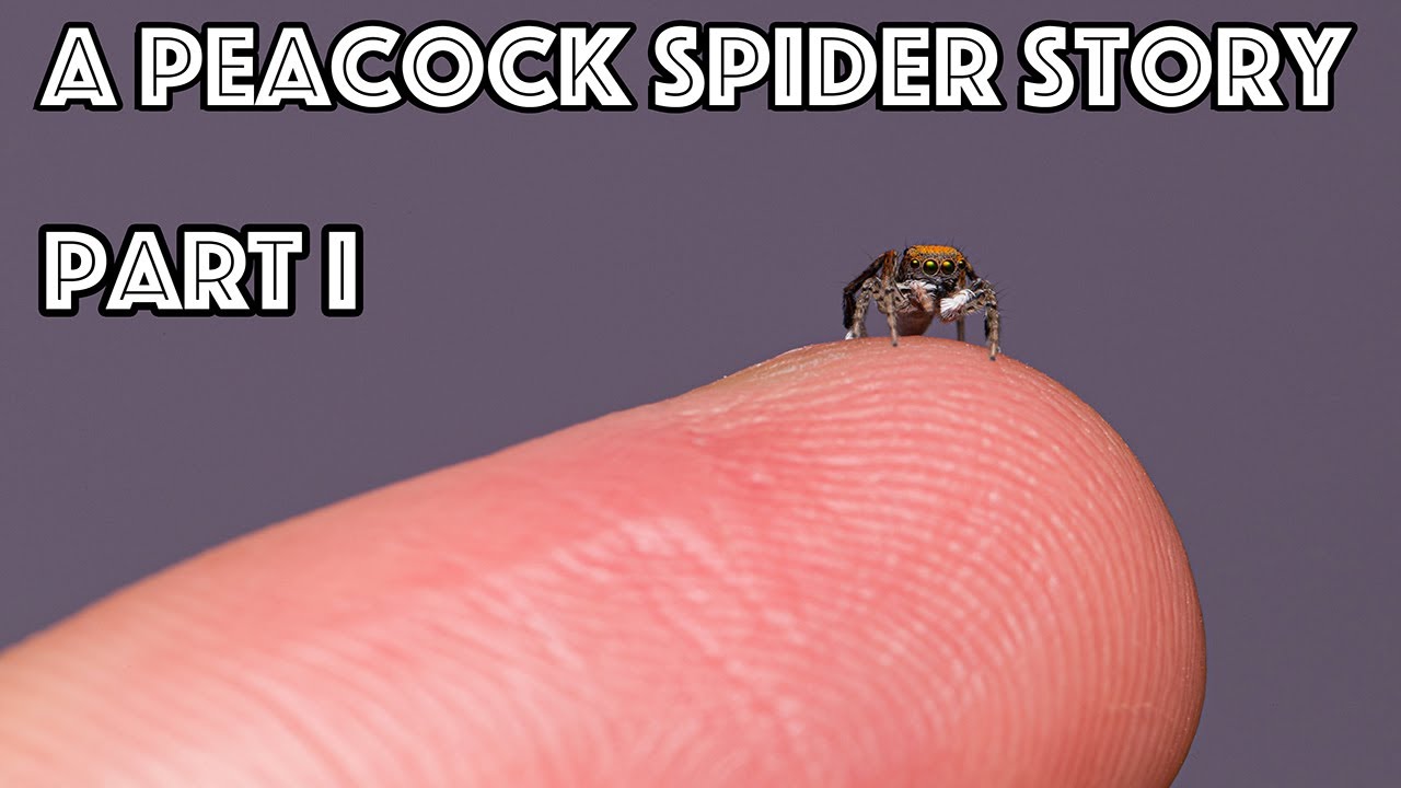 A Peacock Spider Story Episode I - The great escape artist