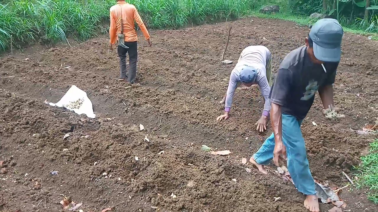 proses dan cara tanam jahe emprit
