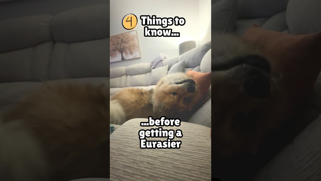 4 rzeczy, kt&oacute;re warto wiedzieć przed zakupem eurasiera #eurasier #pies