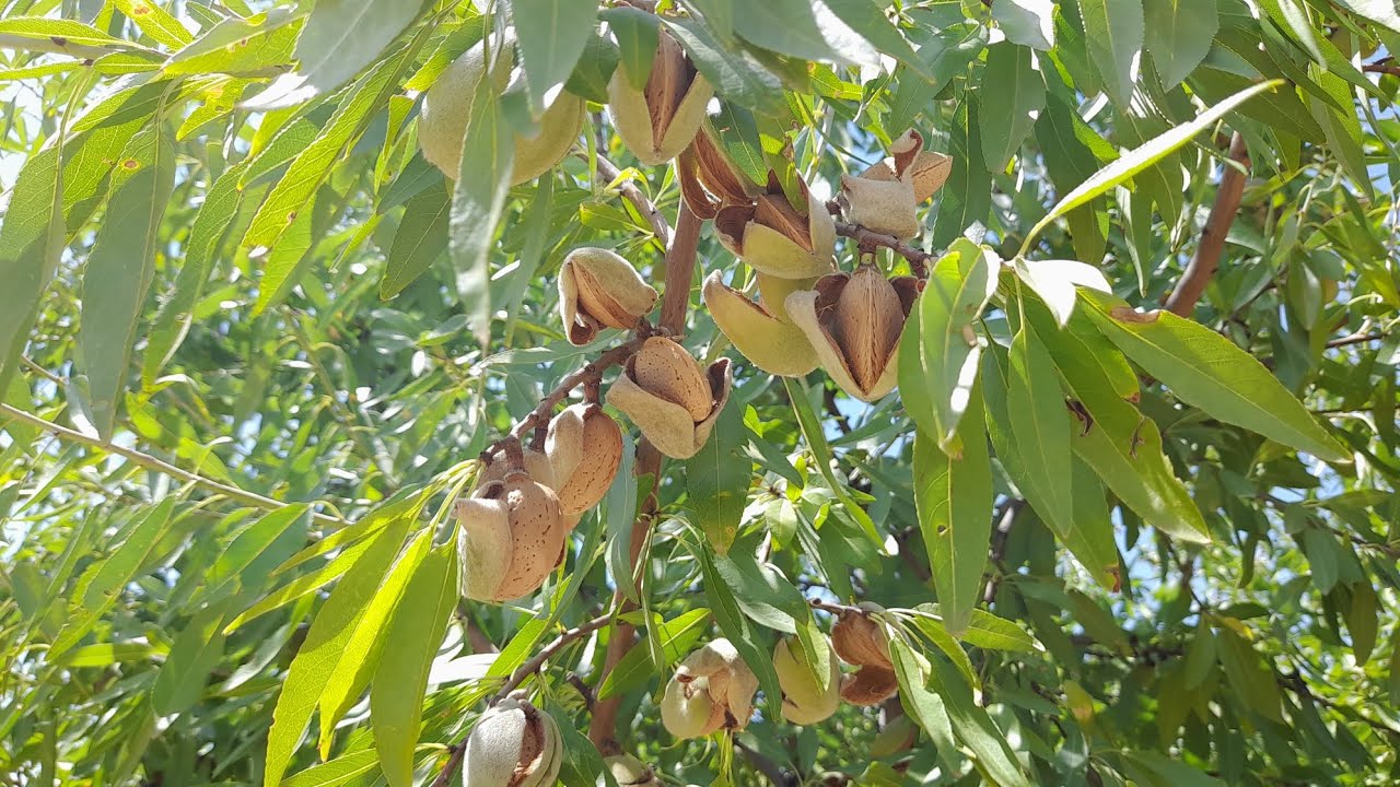 Makako vs Avijor vs Penta, almendro 2022 @cebasfruit8898