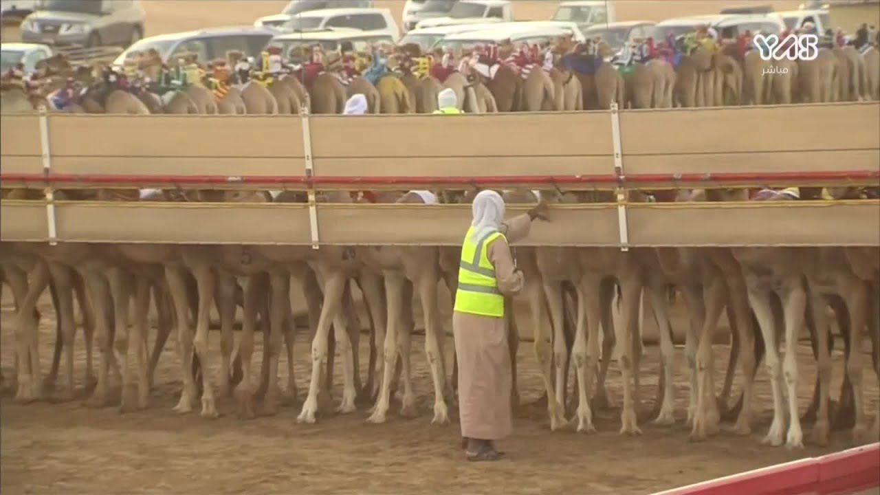 أشواط أشواط الفترة الصباحية من مهرجان محمد بن زايد للهجن الأحد 7 فبراير 2021
