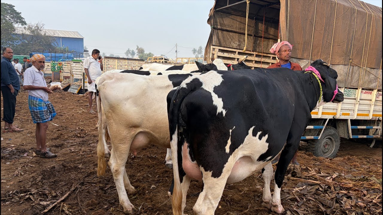 Erode cow Market Live |📲+91 70922 11075