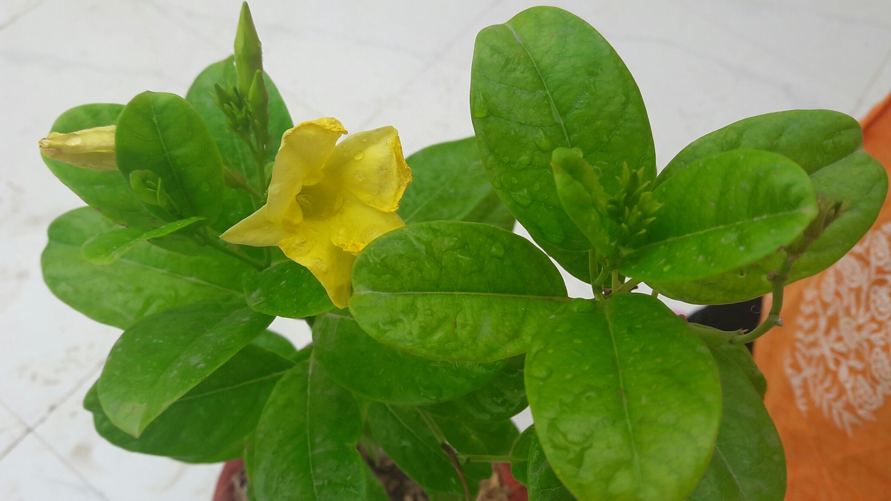 Allamanda Plant Care  || Summer flower || 4 May, 2017