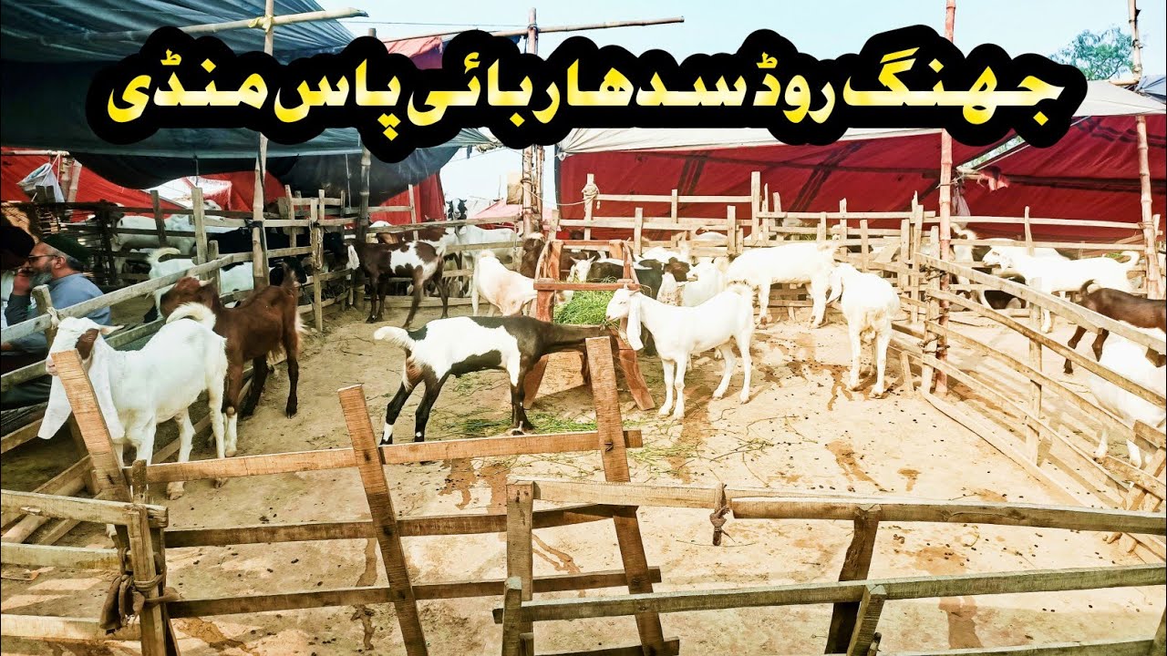 Faisalabad Janwar Mandi New Update || Mon,May 05 || By : Qasim Rizvi || 03045208043