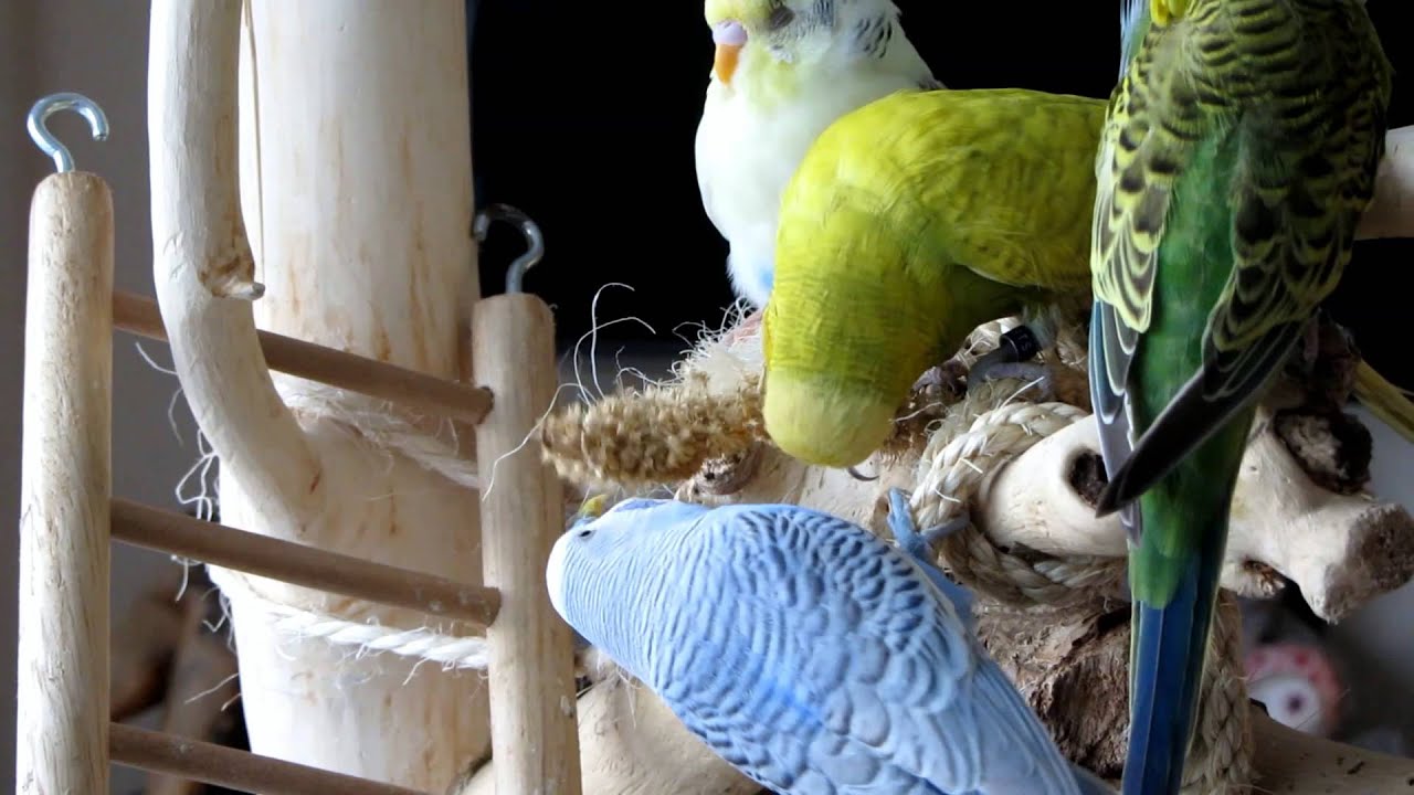 Parakeets playtime - Parkieten Speelkwartier