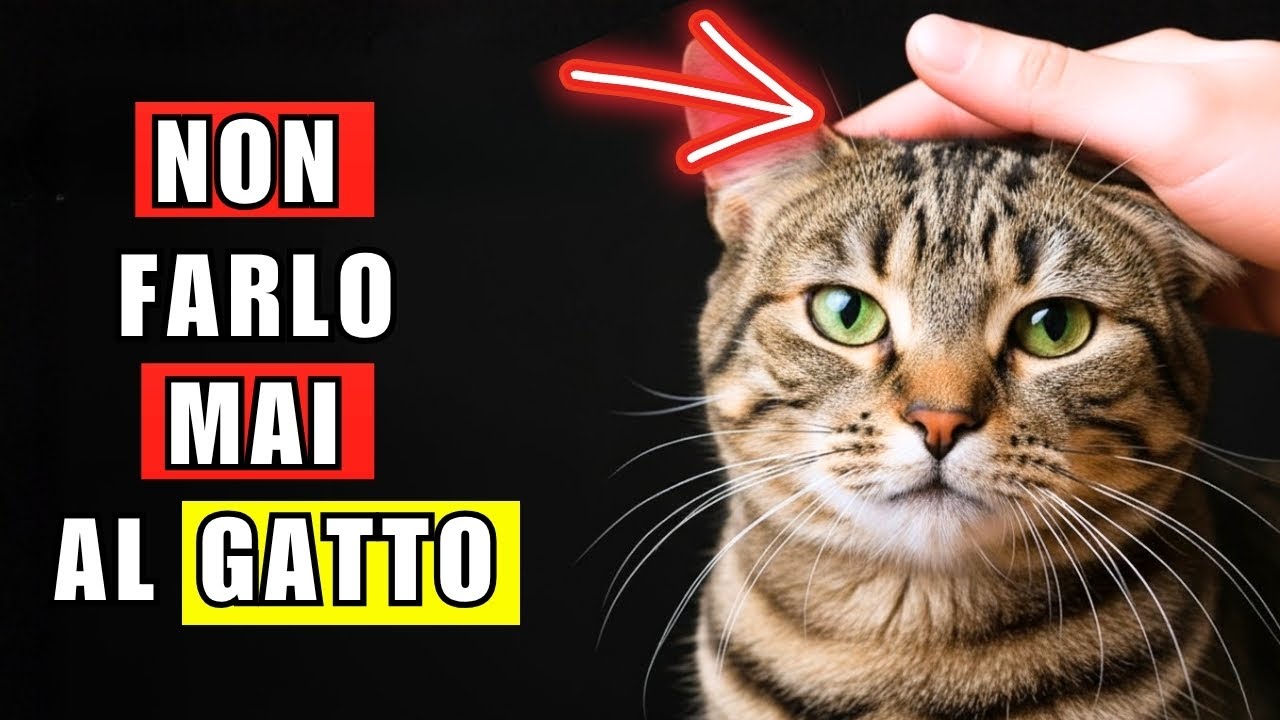 9 cose che il tuo gatto non sopporta