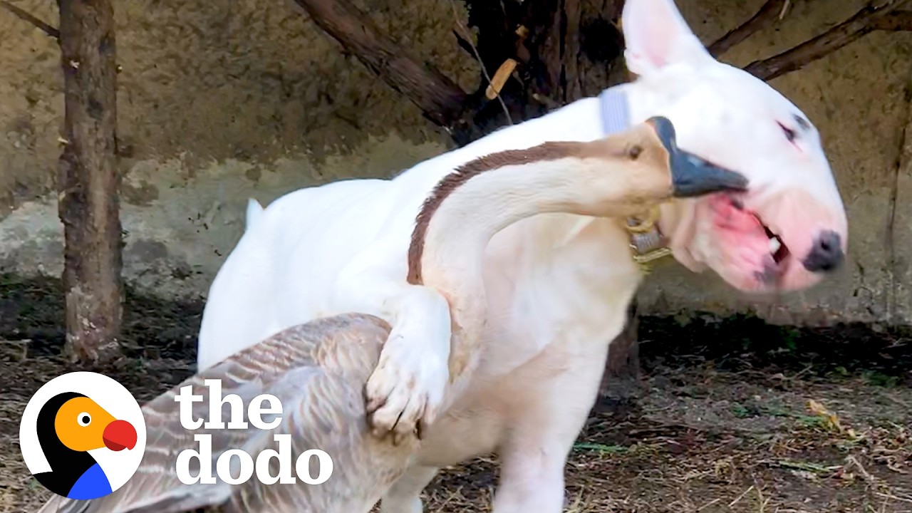 Dog Can&rsquo;t Wait To Wake Up His Goose Sister Every Morning | The Dodo