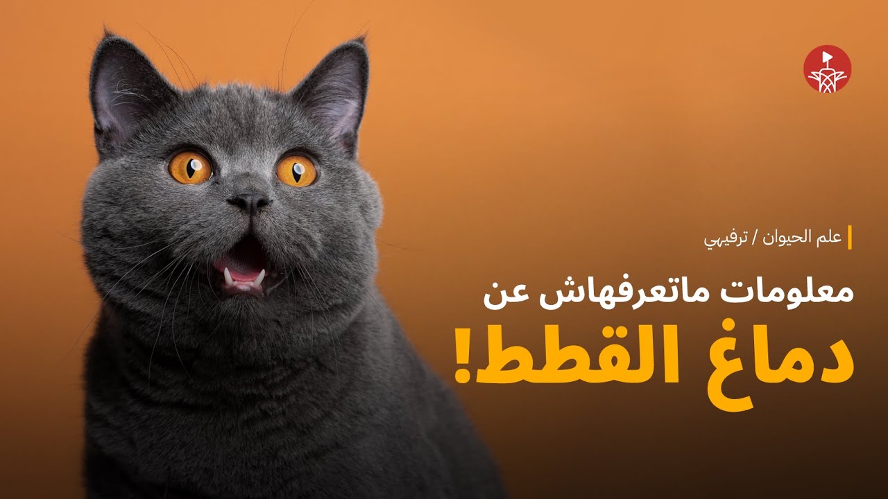 معلومات ماتعرفهاش عن القطط!🐈