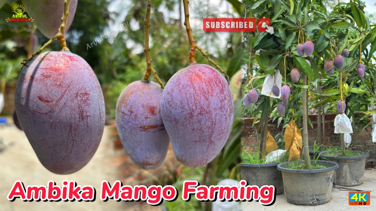 Ambika MangoVarity