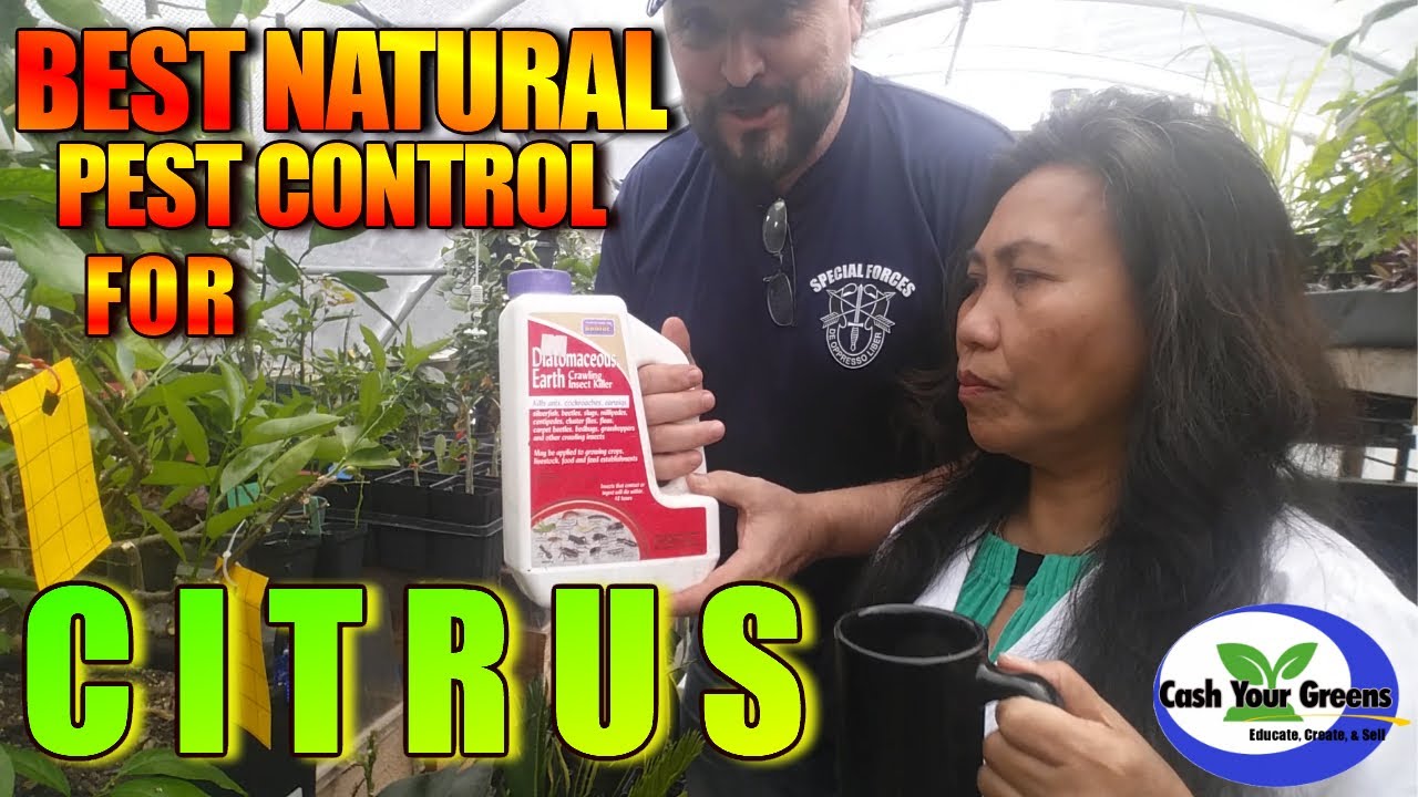 BEST NATURAL PEST CONTROL FOR CITRUS / Controlling Slugs and Snails and Aphids Fast and Easy
