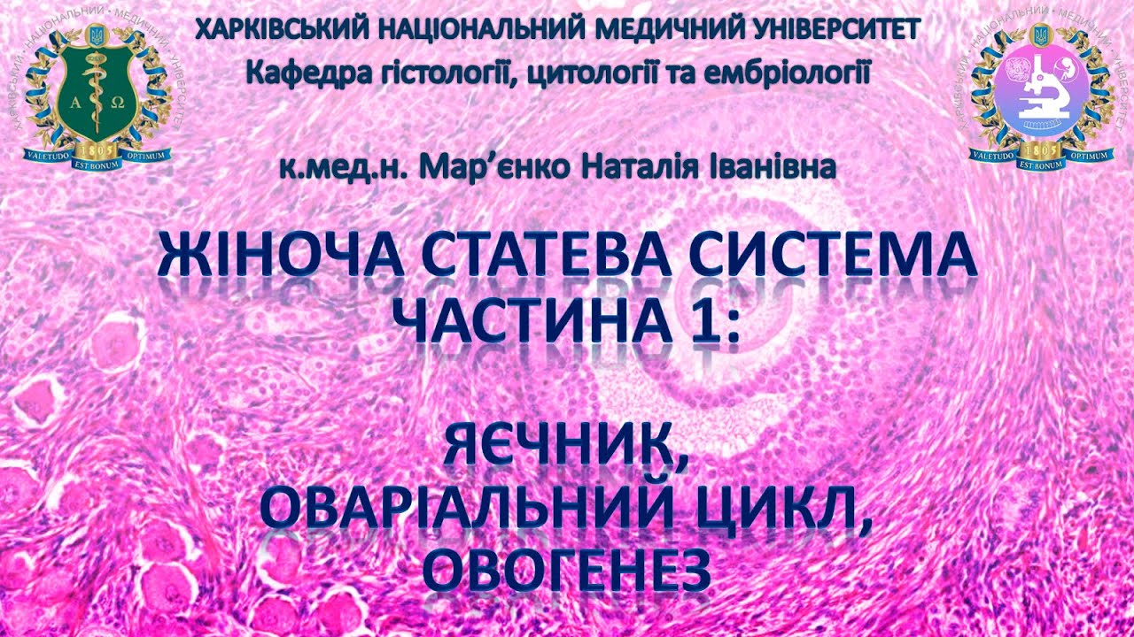 Жіноча статева система, частина 1: яєчник, оваріальний цикл, овогенез. Гістологія