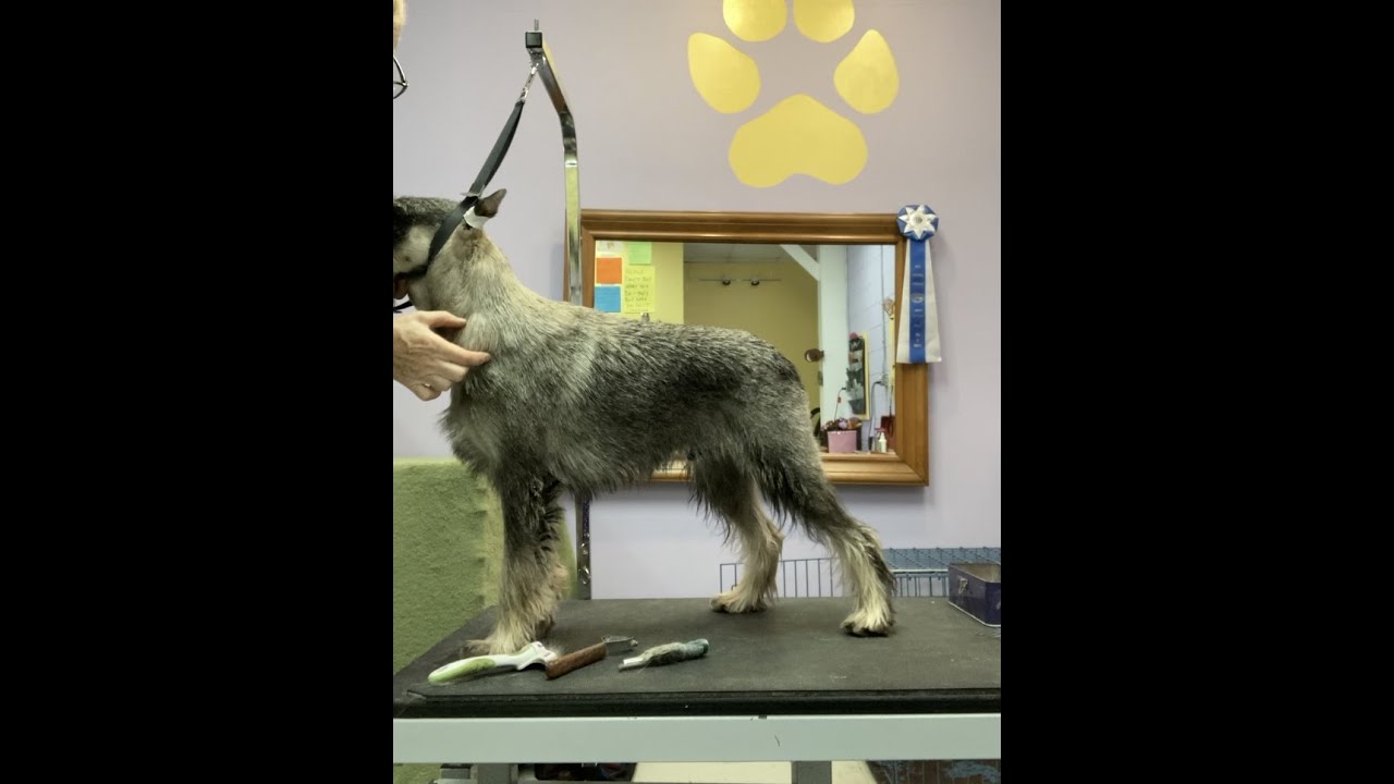 Hand Stripping - Preventing Holes in the Coat