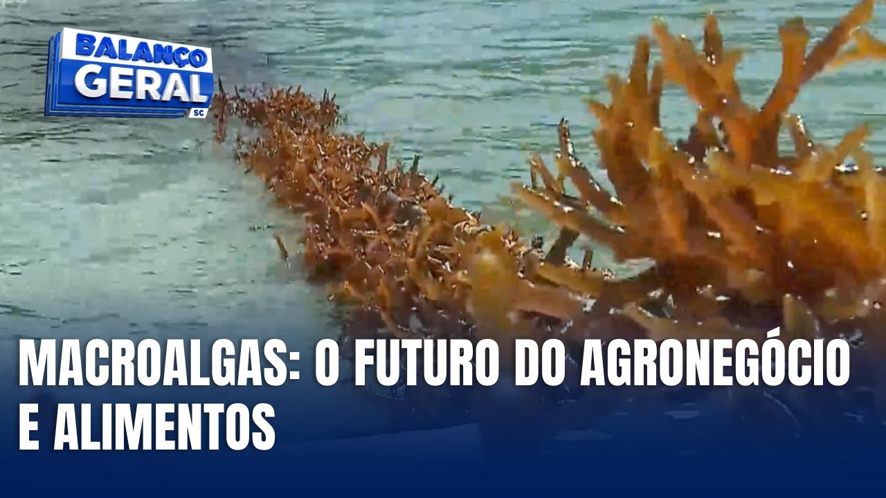 SC revoluciona o mercado com o cultivo de macroalgas