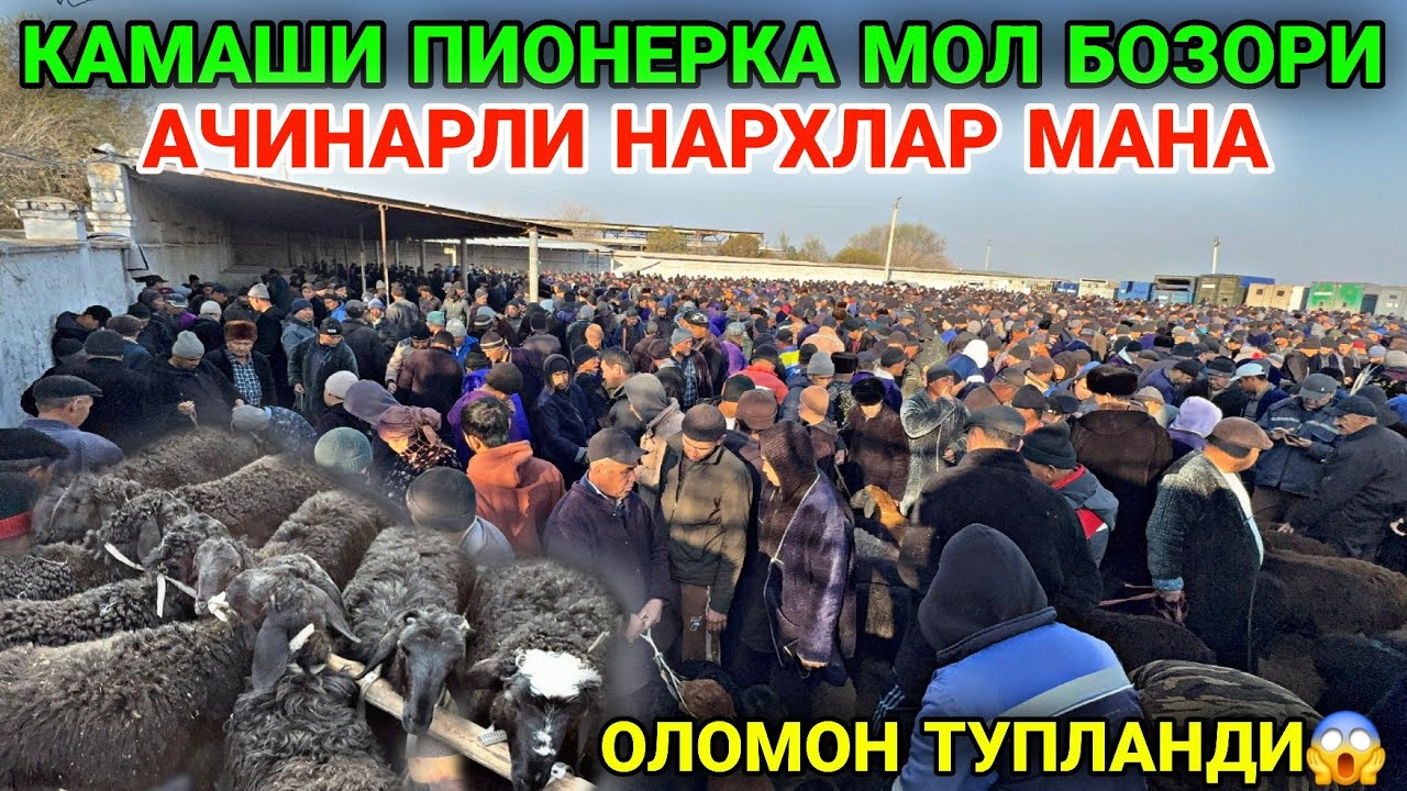 13 МАРТ КАМАШИ ПИОНЕРКА МОЛ БОЗОРИ 2026. КУЙ КУЗИ НАРХЛАРИ 2026 ХАММА СОТИШГА ТУШДИ...