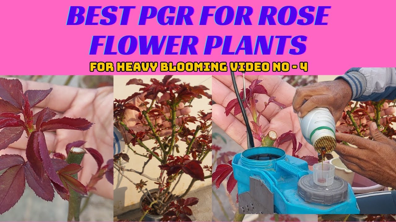 BEST PGR FOR ROSE FLOWER PLANTS.