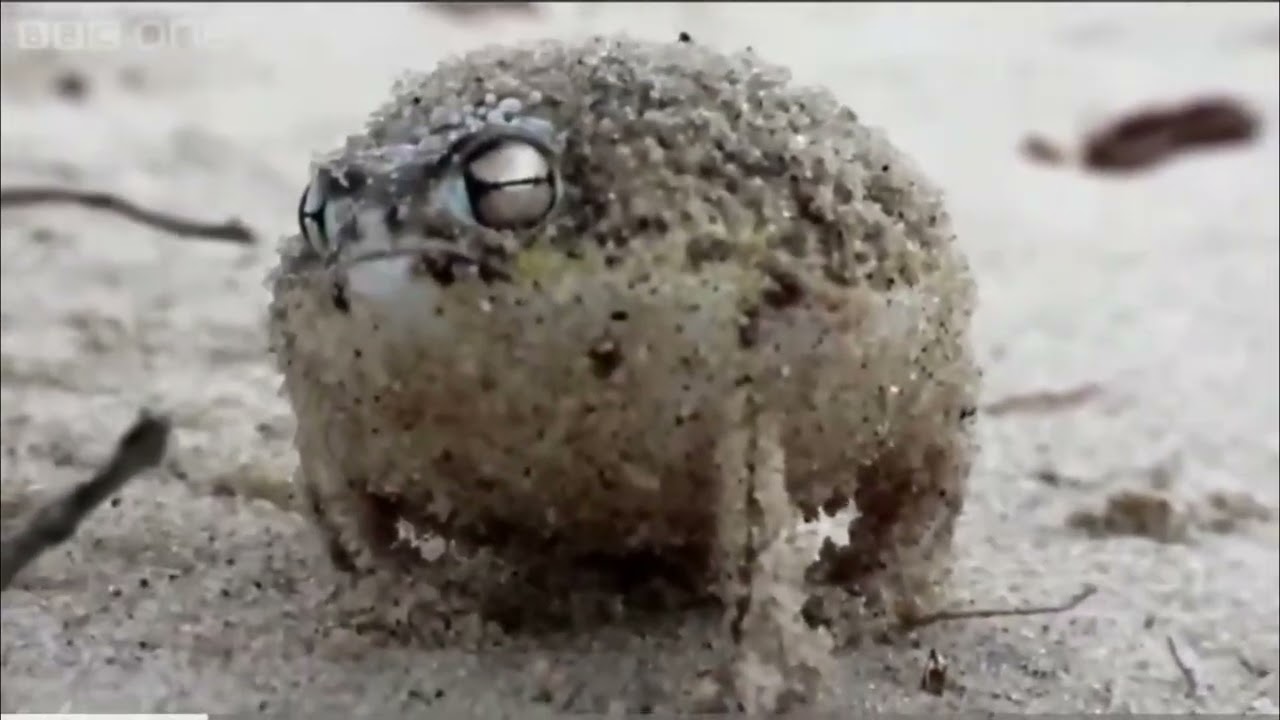 Funny Frogs #amphibians #reptiles #pets #animals #funny 