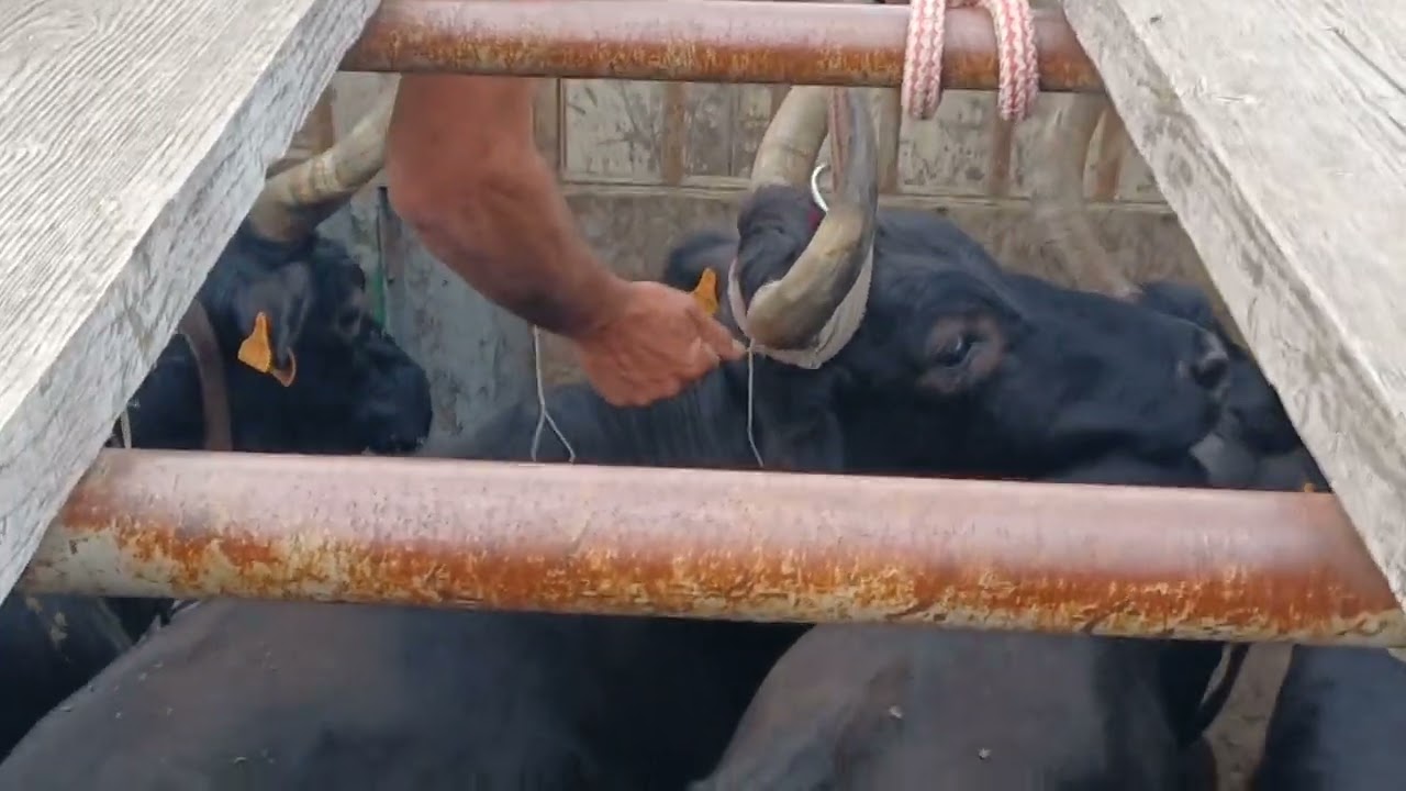 Mise en place des attributs avec Fabien GRAMMATICO Manade du Joncas 🐃 🐎 🐂