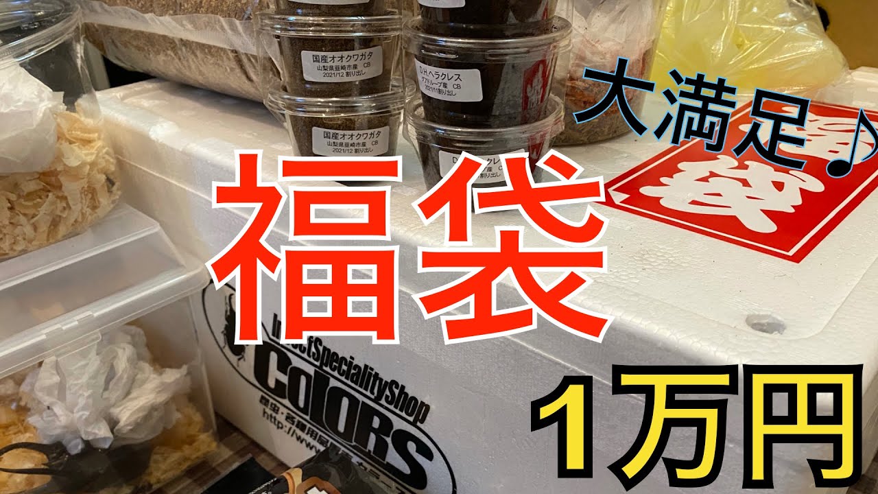 【COLORS】クワガタ福袋開封 超おすすめお買い得セット♪