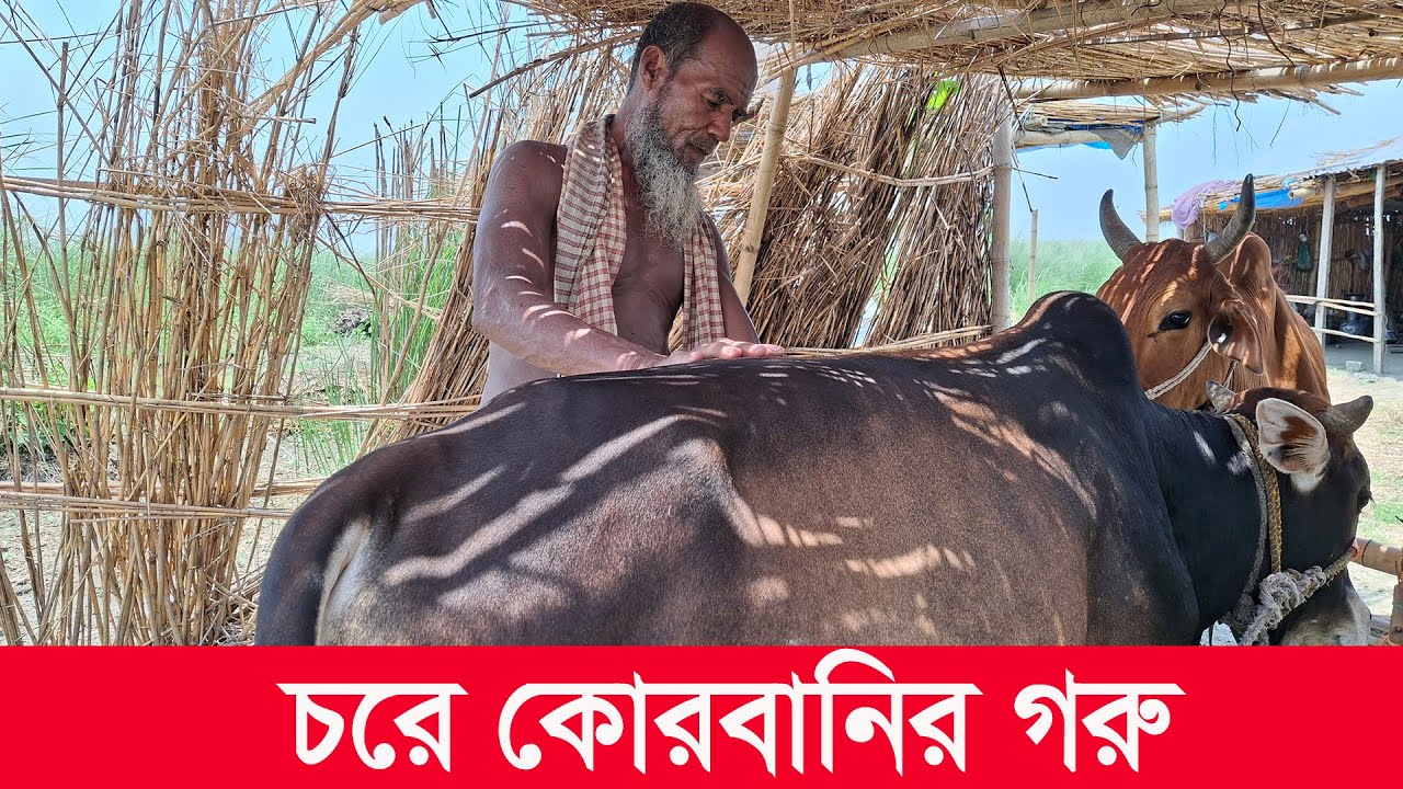 চরে গরু পালন পদ্ধতি | rural | rural life | padmar char | mahamudul hasan | Y Bee