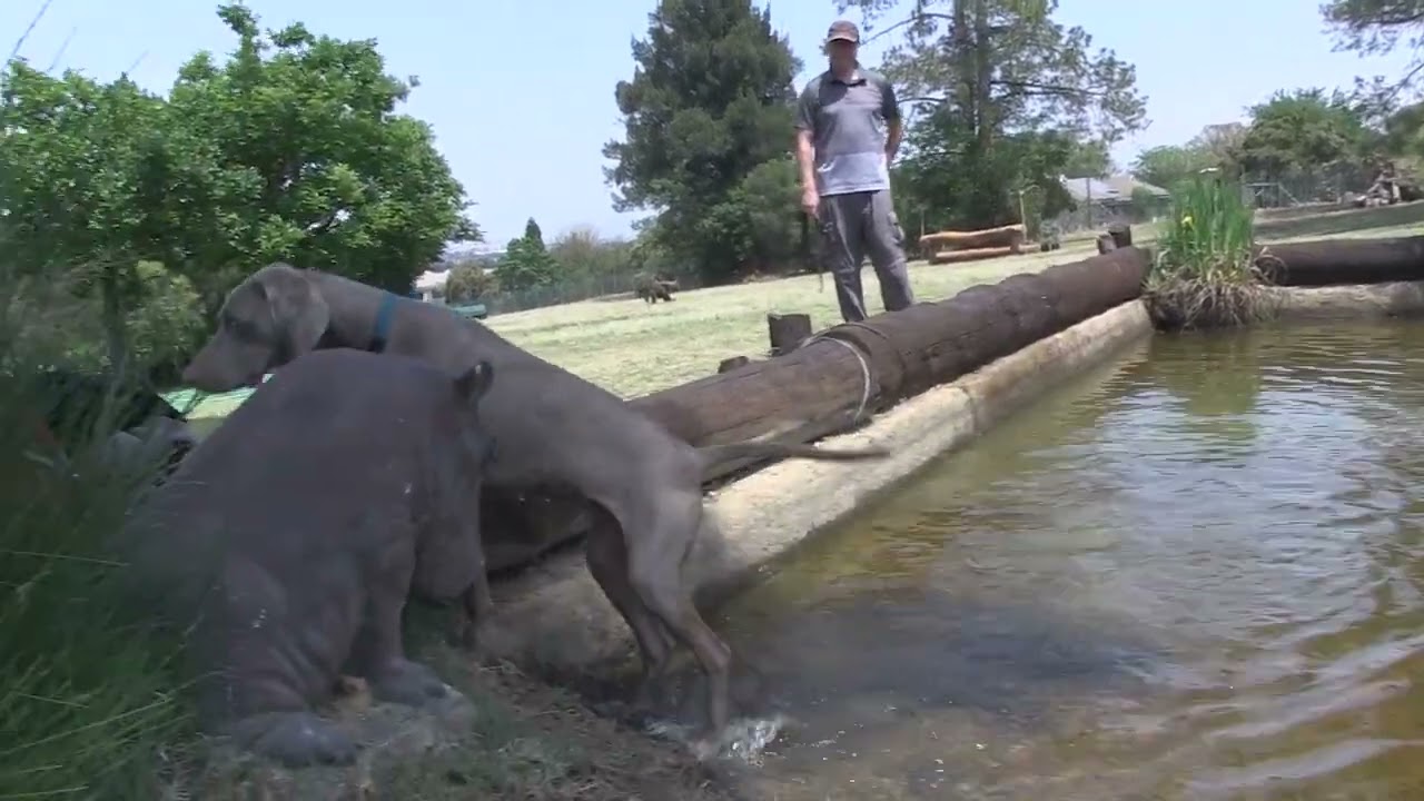 JAMES LEVA   FEI TD ICB