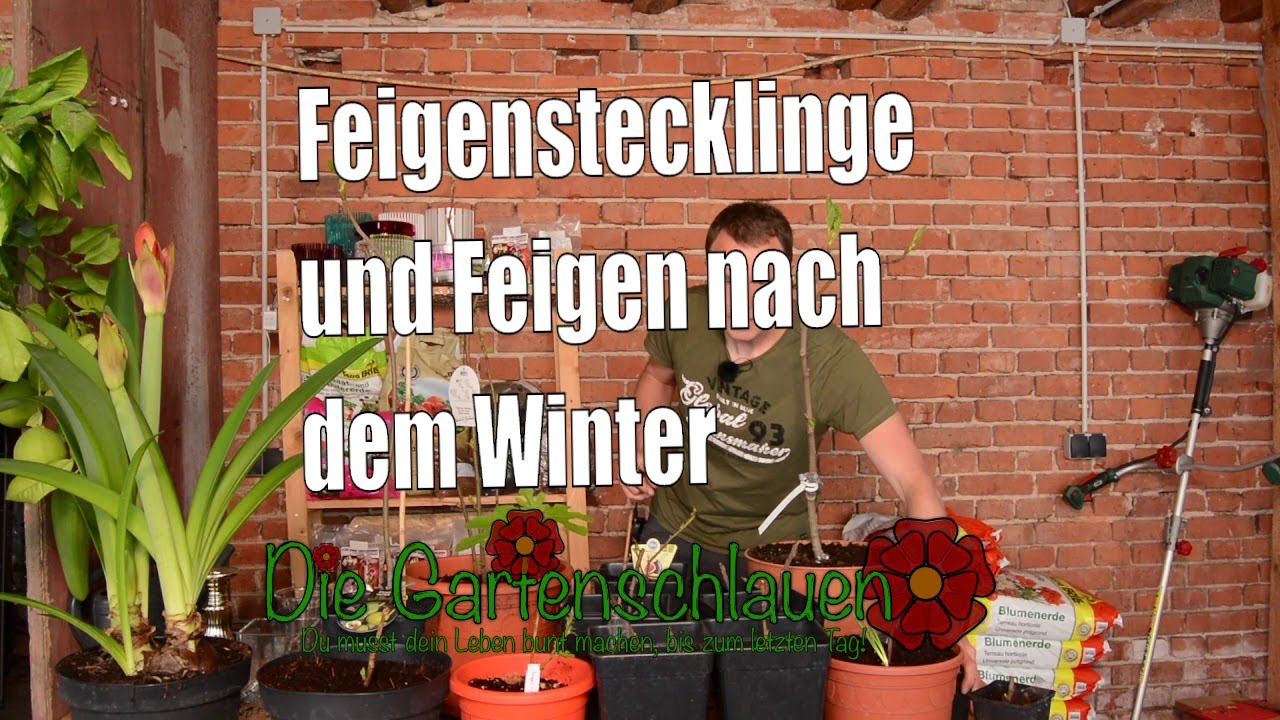 Feigen 🌳 | Stecklinge und Pflanzen nach dem Winter  | www.feigenhof-berglen.de 🌻 // Gartenschlau.com