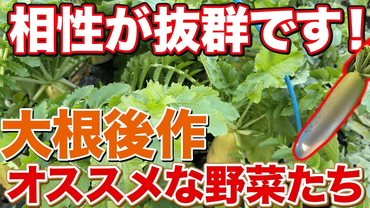 【これで決まり！】大根の後作にオススメな野菜はコレです！
