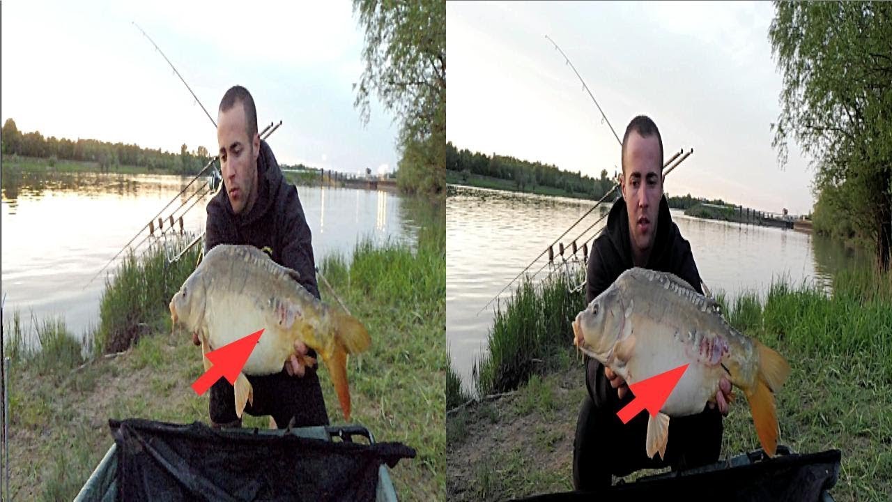 Session  carpe en Saône, je touche deux fois la même  ((Départ en direct, combats ))