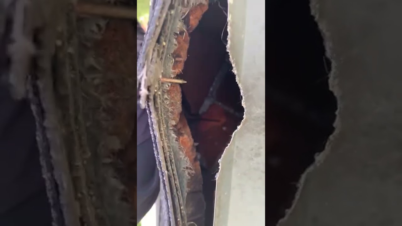 Get Rid of Squirrels in the Attic | Toronto Squirrel Removal