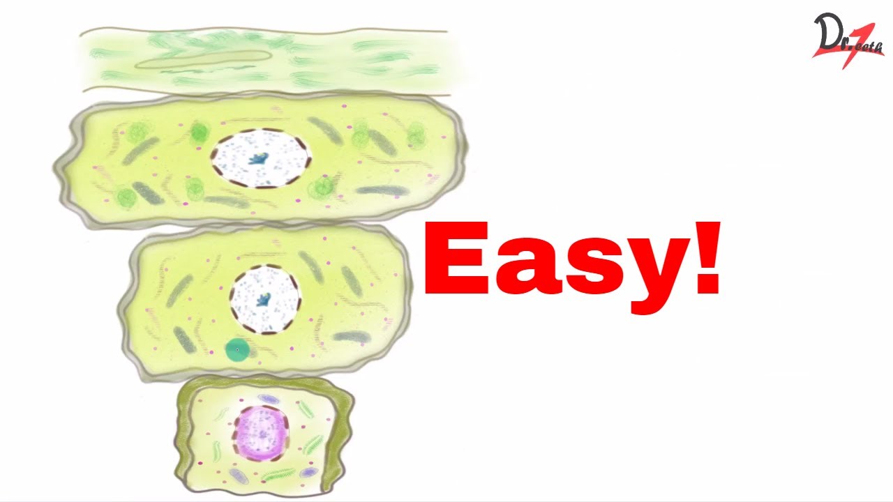 Keratinized epithelium |Things to know |