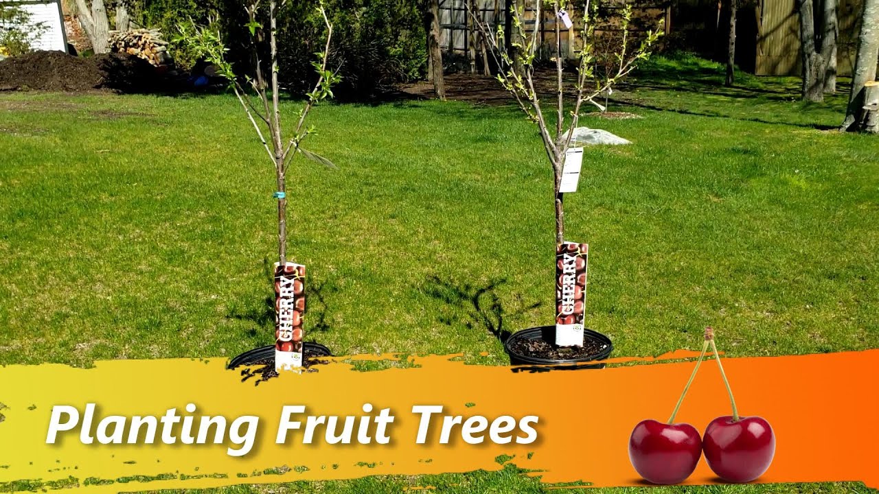Planting Fruit Trees In Your Backyard - Best and Large Bing Stella Cherries, Plums, Peaches, Apples