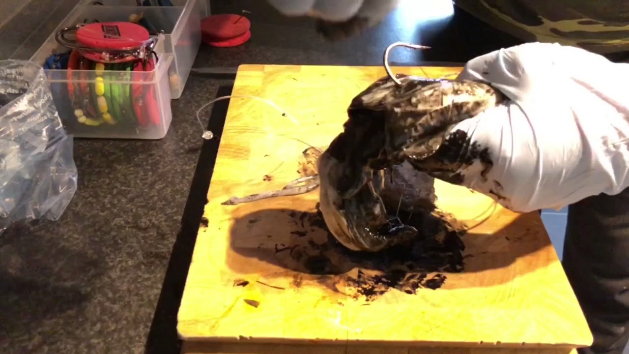 CUTTLEFISH BAIT DEMO 💥💥💥🎣